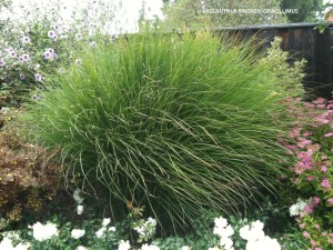 Miscanthus sinensis 'Gracillimus'